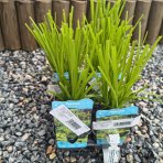 Šachor striedavolistý (Cyperus alternifolius) - výška 15-25 cm, kont. P9
